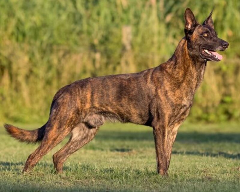 Сморгонские пограничники купят служебную овчарку. Сколько она стоит?