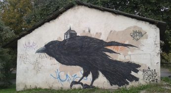 “Птица запомнит и будет мстить человеку”. В Гродно вороны нападают на прохожих: что можно сделать?