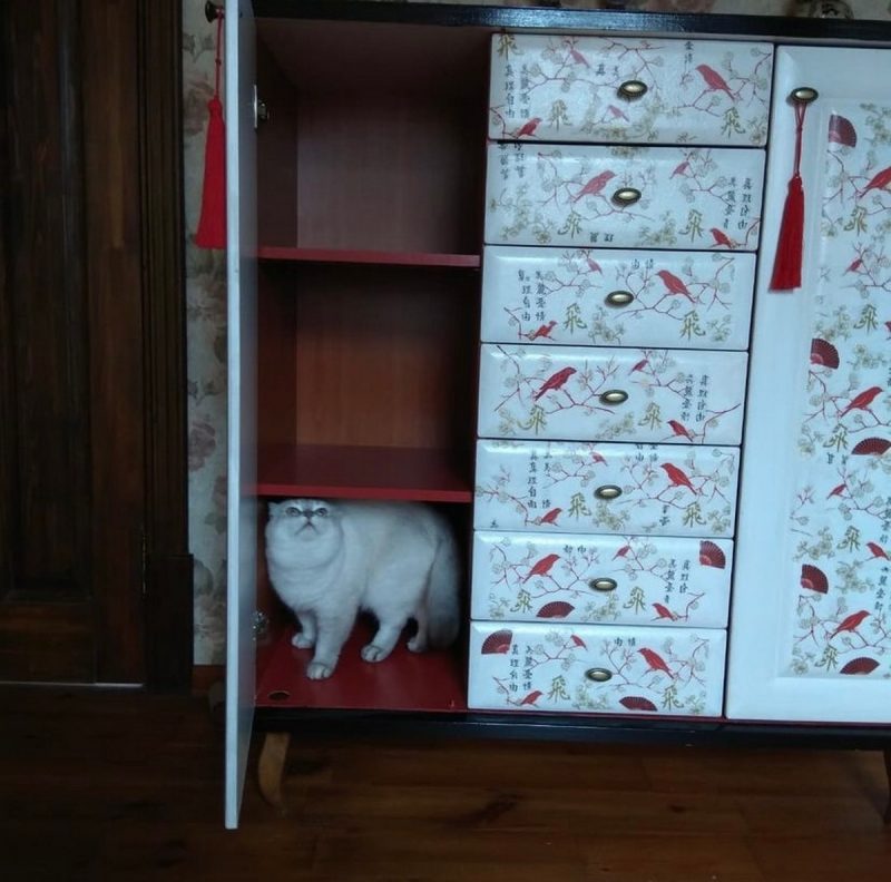 Стол-книга из БССР, тумба из ГДР и “харизматичный кот”. Гродненка реставрирует винтажную мебель и создает арт-объекты, которые “выбирают ее сами”