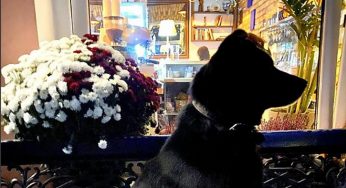 “У него нет дома, но есть инстаграм”. Бездомный пес Барон из Гродно рассказывает о своей жизни в соцсетях