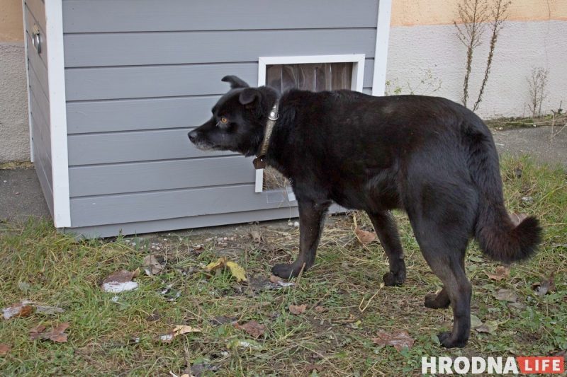 “У него нет дома, но есть инстаграм”. Бездомный пес Барон из Гродно рассказывает о своей жизни в соцсетях