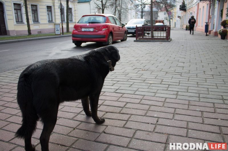 бездомный пес Барон стал собакой блогером