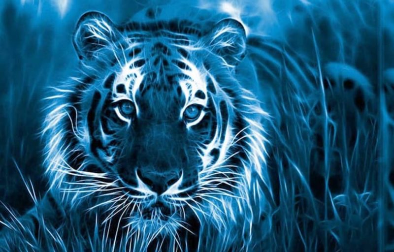 Год тигра: каким был для Гродно раньше и что ожидает город в 2022 году год тигра, прогноз астролога