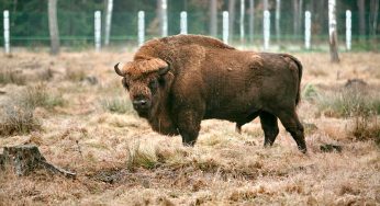 Польские пограничники рассказали, как будут пропускать через границу зубров