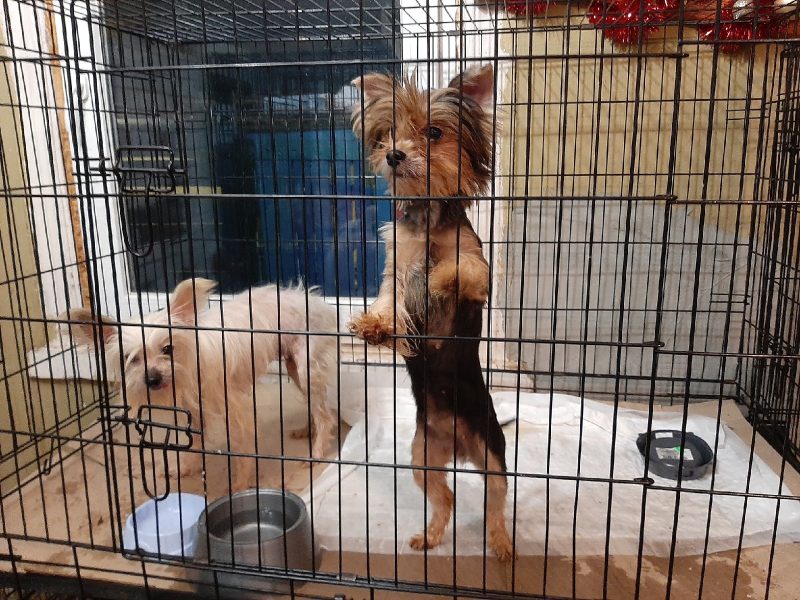 Из кореличского питомника на передержку отдали 114 животных. Еще 70 остались там питомник Кореличи собаки