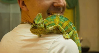 «Кто-то кого-то всегда может съесть». Как гродненец держит дома экзотических животных