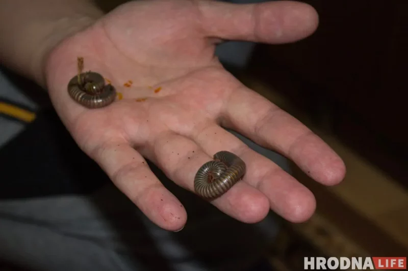«Это сколопендры, они ещё маленькие, но могут вырасти до 20 сантиметров. Они могут укусить, но их укусы для человека не опасны».