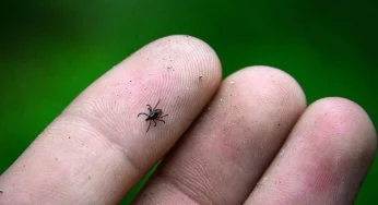 Обращаться с укусами клещей стали меньше, заболевших — больше. Сколько человек покусали в Гродно и районе
