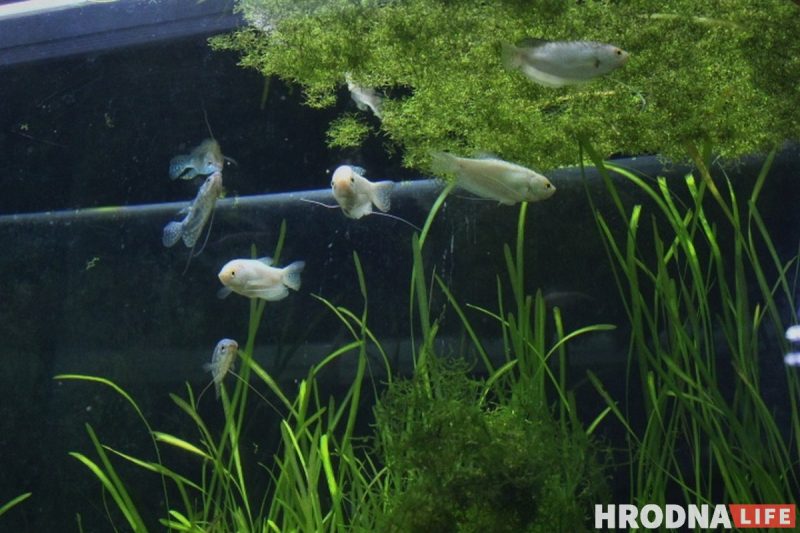 Рыба-Лунтик и черный телескоп: в Гродненском зоопарке после 8 лет реконструкции открылся аквариум