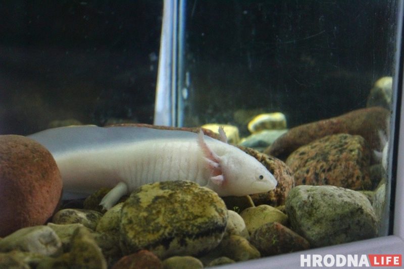 Рыба-Лунтик и черный телескоп: в Гродненском зоопарке после 8 лет реконструкции открылся аквариум