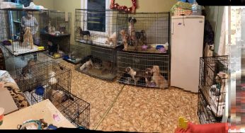 Владелицу собак со скандального питомника под Кореличами наказали штрафом. В августе будет еще один суд