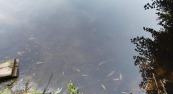 В Малой Берестовице — массовая гибель рыбы. Туда попали сточные воды из канализации