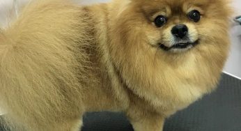 Реже купайте и используйте детский крем. Как заботиться о собаках зимой – советы грумера