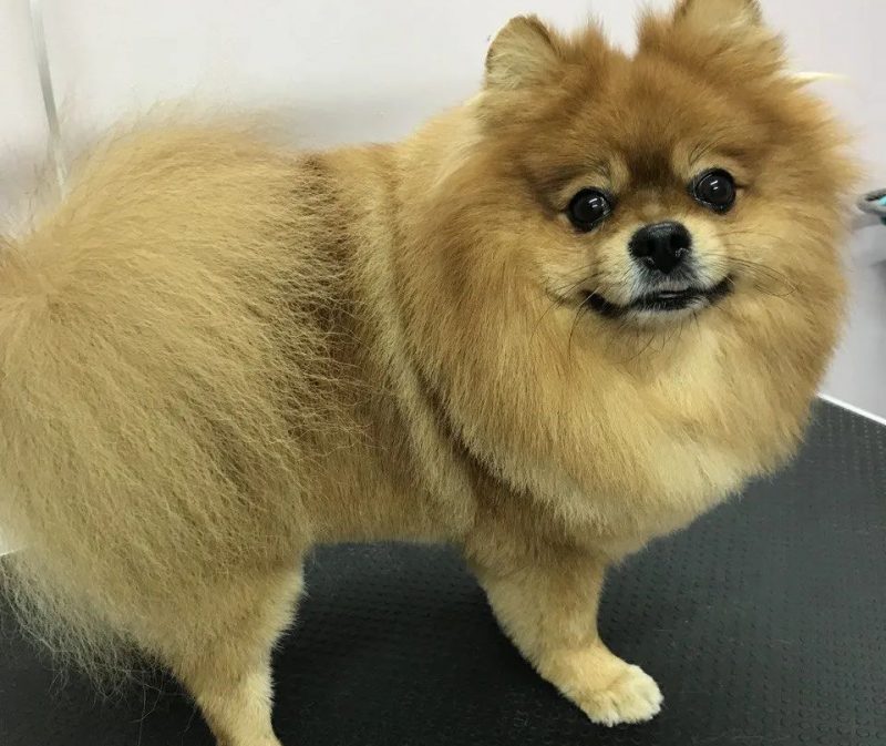 Собака после груминга Оли Веробей. Фото: https://www.instagram.com/fashion_dog_grodno/