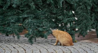 Осень в разгаре, но в Гродно уже готовятся к Новому году: устанавливают елки и иллюминацию
