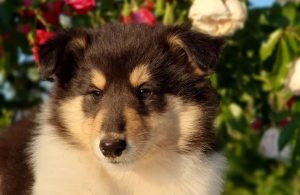 Наглые, непослушные, но любимые. Посмотрите на домашних питомцев, которых гродненцы выкладывают в Instagram собачка домашние животные