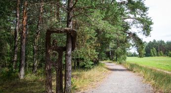 Срубили не те деревья. Лесхозу Гродненской области придется заплатить штраф почти $ 132 тысячи