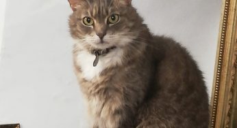 В Гродненской галерее Тизенгауза умерла кошка Соня — один из символов галереи