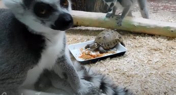 Лемуров в Гродненском зоопарке спасли от депрессии новыми соседями