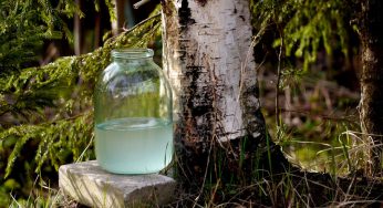 В Гродно готовятся продавать березовый сок. По чем в 2023 году? (обновлено)