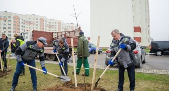 В Гродно высадят 1000 деревьев для компенсации уничтоженных