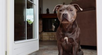 «Собака пыталась зализывать раны на лице». Что случилось под Новогрудком, где пес загрыз хозяина на глазах у его дочери