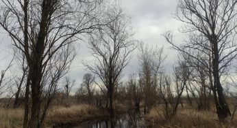 Возле Котры повторно заболотят торфяник. Его разрушили при торфодобыче