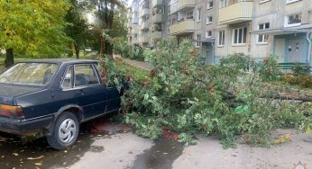 Падали деревья и пропадало электричество: сильный ветер в выходные прошелся по Гродно и области
