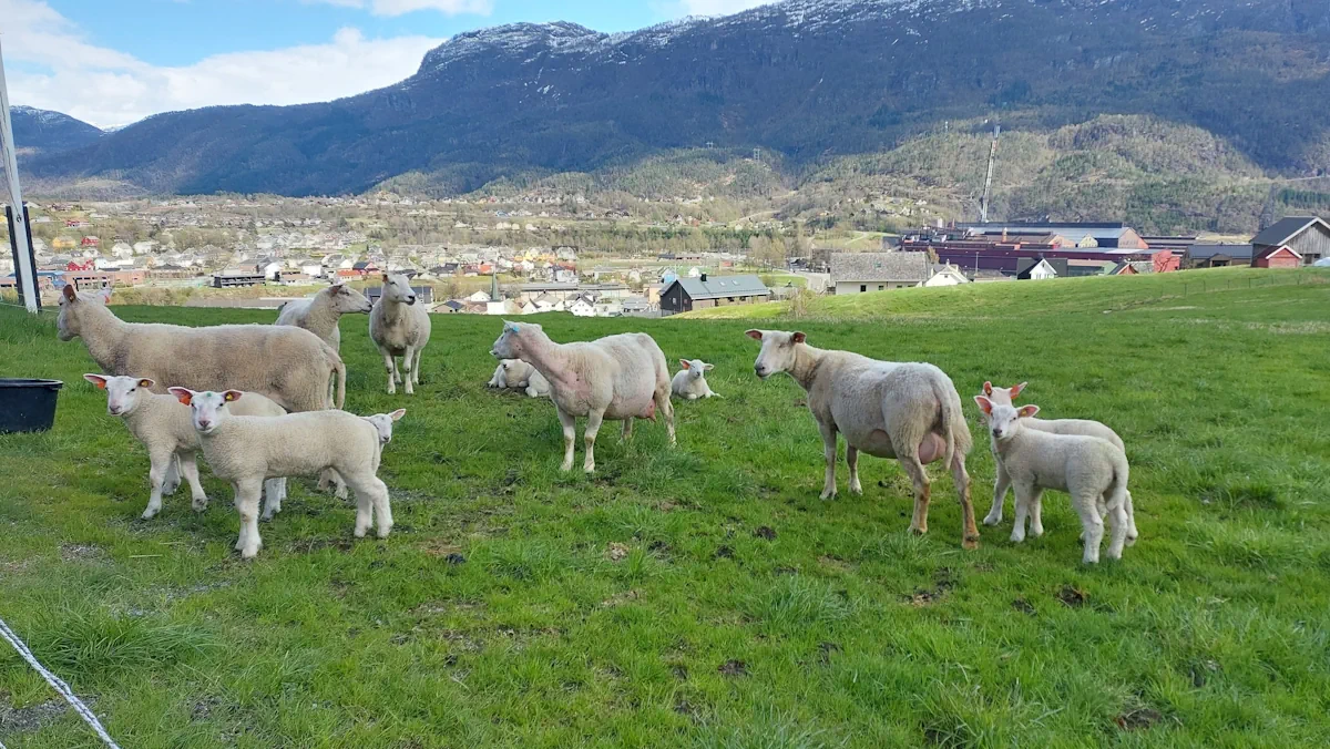 Путешествовать по Норвегия дорого, но интересно. Там красивая природа и можно встретить, например, овечек, которые пасутся на лугах