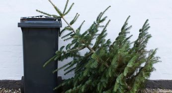 Стало известно, куда и когда можно выбрасывать новогодние елки в Гродно