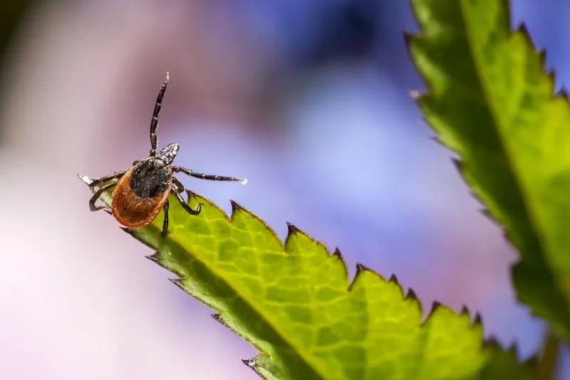 В Гродно обрабатывают зоны отдыха от клещей: график и места иксодовые клещи в гродно