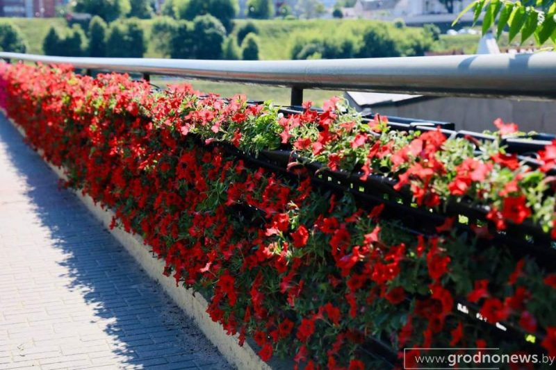Цветы на Старом мосту в Гродно