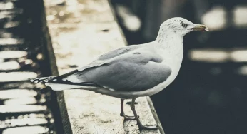 Власти оценят количество чаек в Гродно и скажут, надо ли беспокоится