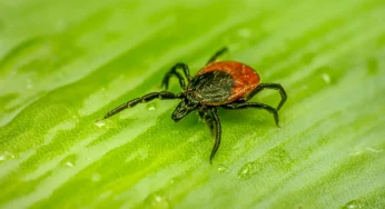 Клещи все чаще атакуют белорусов: аномальный рост по всей стране, но лидирует Гродненщина