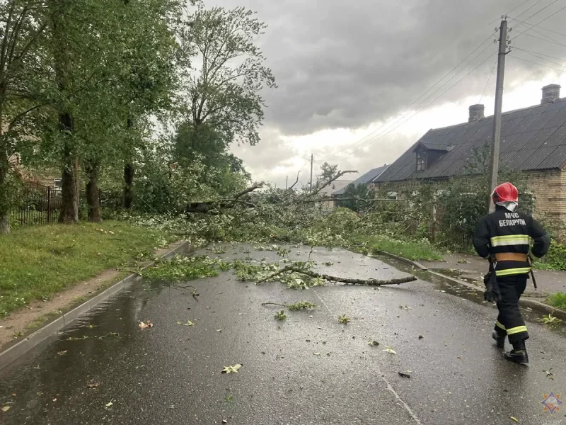 Поваленное дерево в Волковысском районе. Фото: МЧС