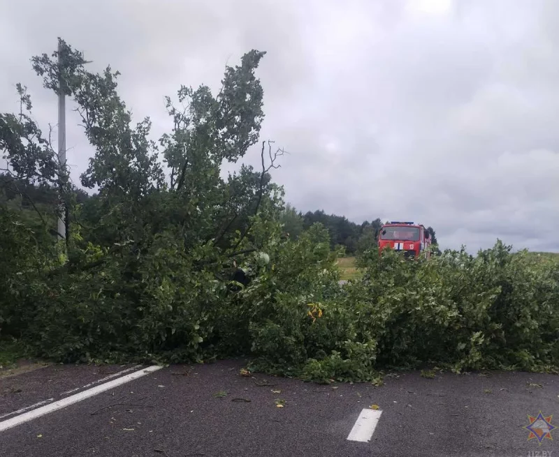 Поваленное дерево в Гродненском районе. Фото: МЧС