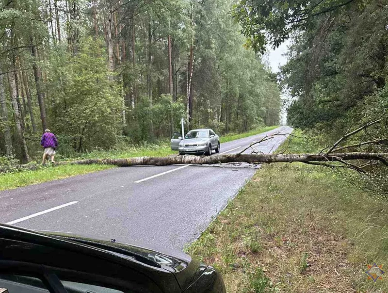 Поваленное дерево в Лидском районе. Фото: МЧС