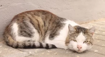 Гродненские котики вместе с волонтерами окончательно переехали: новый домик нашли неподалеку от Ледового дворца
