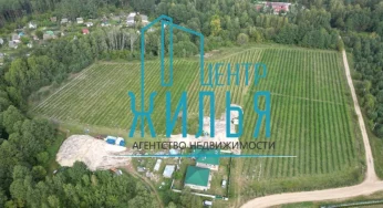 Под Гродно продают готовый бизнес по выращиванию голубики