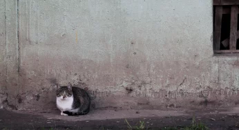 Гродненским котикам нашли новый домик. Но аренда там дороже — волонтеры просят помощи