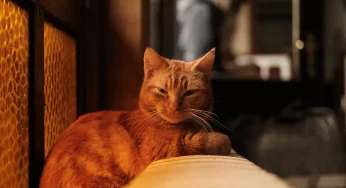 В Гродно включают отопление. Когда потеплеет в квартирах?