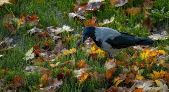 Гродненка приручила двух ворон — уже дала им имена и кормит с рук 