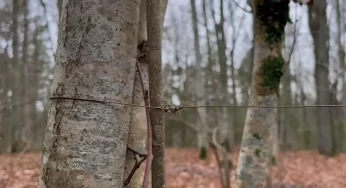 «Чуть голову не отрезало». Байкеры в лесу Гродно нашли ловушку из проволоки — в дело вмешалась милиция