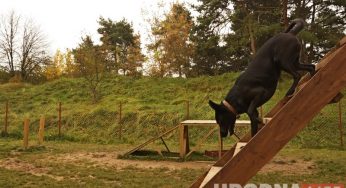 В Гродно появится больше площадок для выгула собак