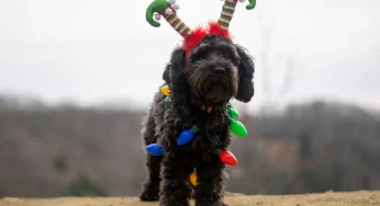 Гродненские волонтеры организовали тайного Санту для животных и взорвали TikTok