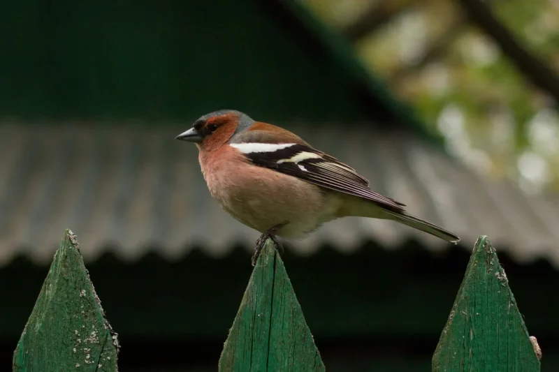 птицы зяблик