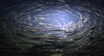 Необычный бизнес: в старом коровнике под Свислочью выращивают тонны радужной форели