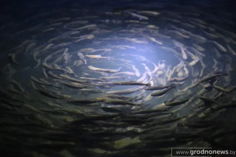 Необычный бизнес: в старом коровнике под Свислочью выращивают тонны радужной форели Форель в Свислочском районе.