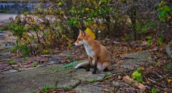 В Гродно заходит все больше лис. Специалисты объяснили почему 