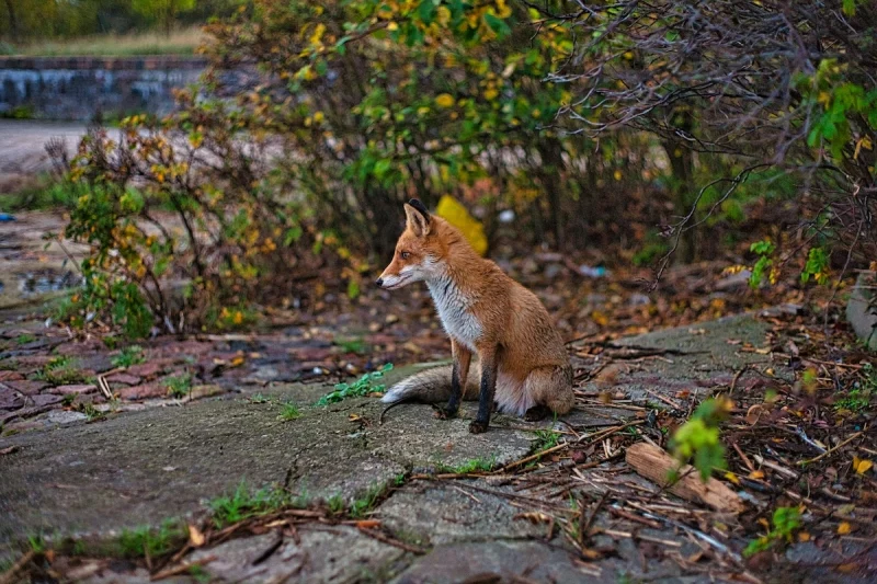 В Гродно заходит все больше лис. Специалисты объяснили почему 